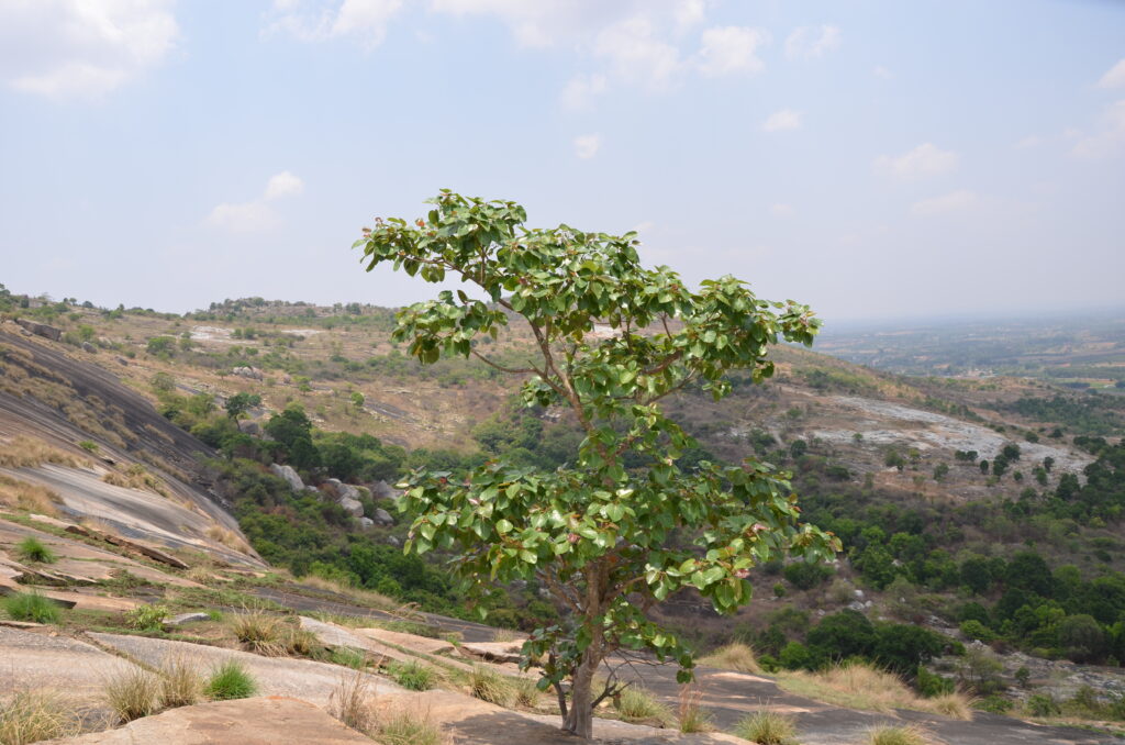 Ficus Obscura Plant