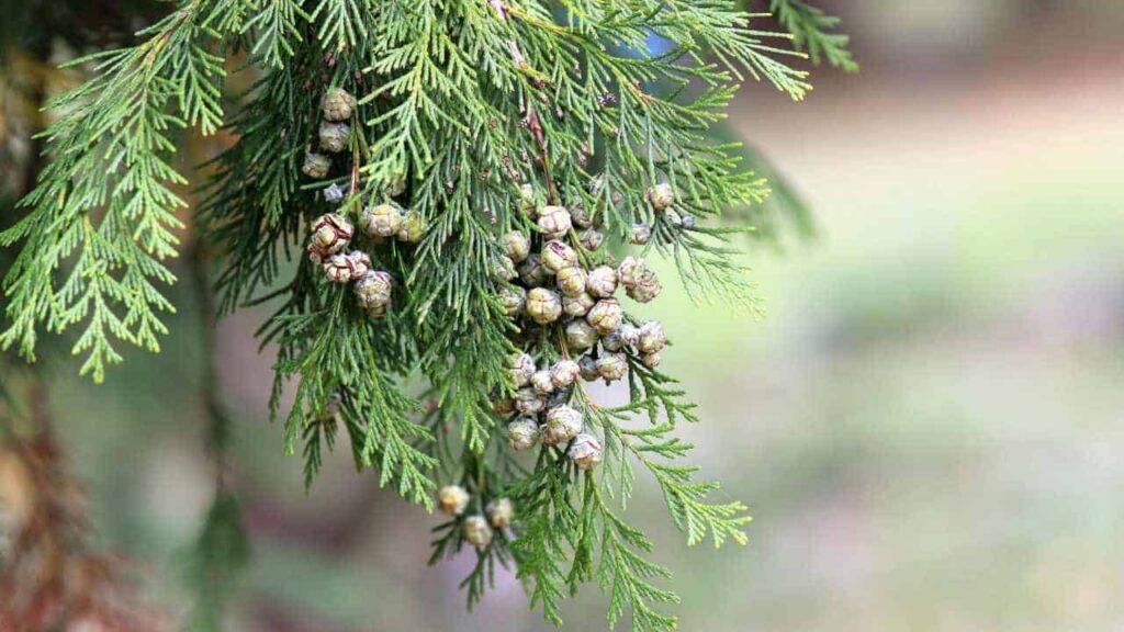 Most Common Cypress Pests And Diseases